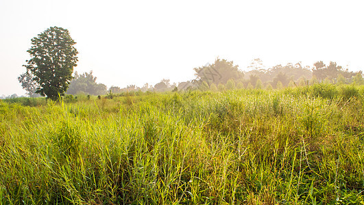 草原上晨光的金色阳光天空场地乡村农村薄雾背景图片