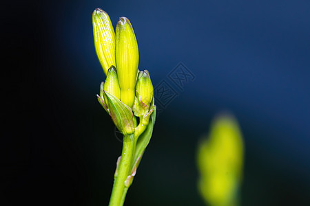 深色背景上的绿色花蕾图片