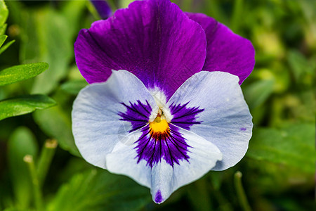春花园的紫色花朵图片