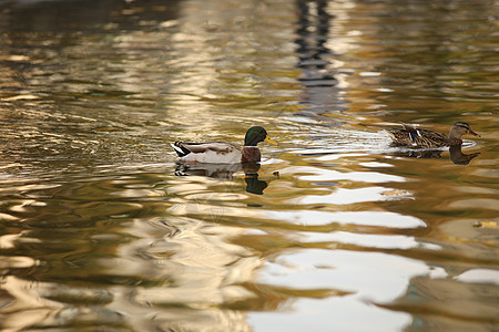 水中的鸟儿翅膀屏幕家禽野生动物鼻子鸟类鸭子保护动物园游泳图片