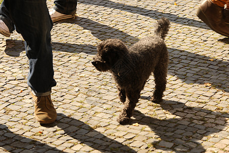 狗在坎快乐棕色闲暇宠物庆典古董艺术乐趣动物背景背景图片