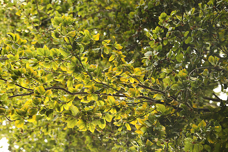 大自然中的树木松树马赛人卡车皮肤木材环境花园崎岖公园植物图片