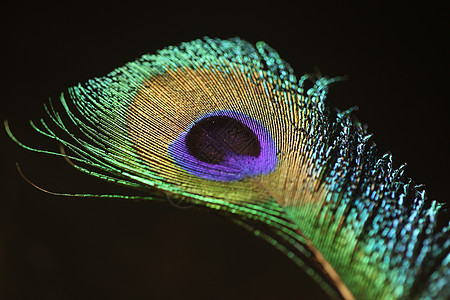 孔雀羽毛特写眼睛蓝色彩虹微风面具运动自由情调时间头发图片