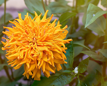 夏日在花园中盛开的黄花Zinnia植物学花瓣植物黄色季节活力公园绿色植物群叶子图片