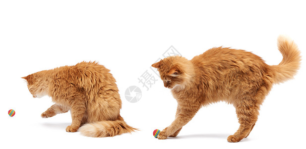 白色背景的红球玩着成年青毛红猫毛皮哺乳动物宠物好奇心猫科猫咪圆圈胡须头发乐趣图片
