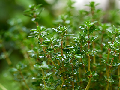 种植百谷的灌木 园里有绿树叶胸腺香气芳香百里香香料烹饪生长蔬菜园艺花园图片