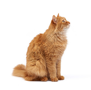 长毛大成年的红猫 坐在侧边 可爱的脸脸休息眼睛猫科头发动物胡须黄色白色宠物棕色图片