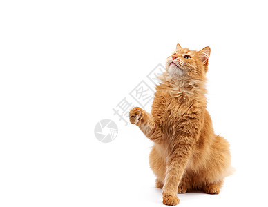 成年姜青毛小猫在白背上举起前爪动物头发乐趣哺乳动物猫咪爪子冒充胡须幽默猫科图片