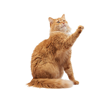 成年青毛红猫坐着抬起前爪 阿弥陀佛爪子毛皮小猫头发工作室动物眼睛宠物胡须橙子图片