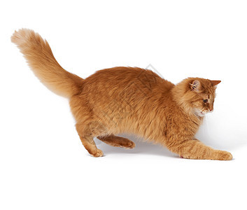 长大成年的青毛红猫 在白面包上被孤立图片