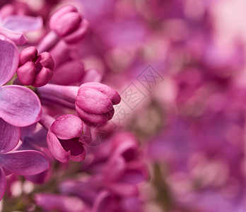 盛开的紫丁香阳光下的花蕾图片