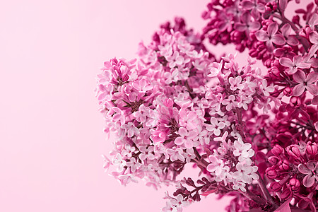 粉红色背景上的一束紫色和粉红色丁香图片