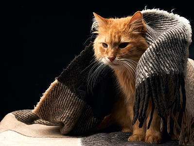 长着白胡子的成年红猫 坐在羊毛毯上宠物男性黑色毯子猫科动物动物哺乳动物房间红色棕色图片