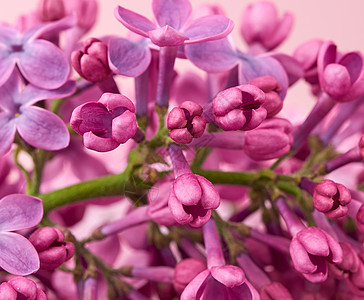绽放生命粉红色背景上的一束紫色盛开的丁香花背景