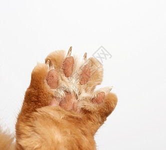 一只红猫爪 白色背景上有爪子图片