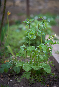 绿叶和白花种植的灌木丛林中食物叶子栽培花园农场植物沙拉场地植物学生长图片