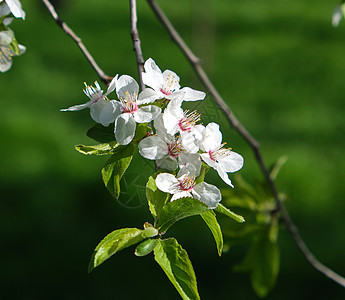 含有白花和绿叶的苹果树枝图片