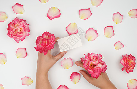 粉红玫瑰花瓣两只手拿着空白纸卡和粉红玫瑰的两只女性手p背景
