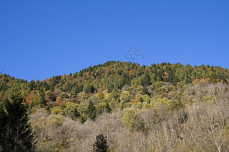 多洛米特的景观假期树木全景蓝色荒野旅行风景季节木头山脉图片