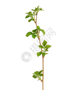 青草莓芽 棕色树枝和绿叶等离子季节植物群生长枝条环境植物白色农业叶子食物图片