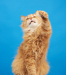 成年青毛红猫坐着抬起前爪 阿弥陀佛头发猫咪橙子胡须蓝色小猫毛皮眼睛工作室动物图片