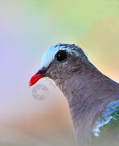 翡翠鸽岛屿铜矿动物动物群热带森林国家丛林大道绿翅图片