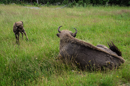 水牛保留了圣尤拉利安玛格丽德 罗泽尔 弗朗丝野生动物宠物场地家畜动物绿色主题哺乳动物草食性土地图片