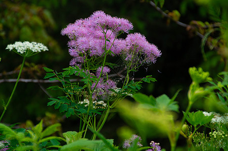 在共聚胺中可以使用碳酸盐的安眠药花头生长漏洞叶子植物前景花瓣粉色紫色花序图片