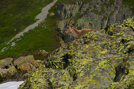 ibex cheeserys ogentiere chamonix france 英俊和优雅草食性哺乳动物动漫野生动物土地植物主图片