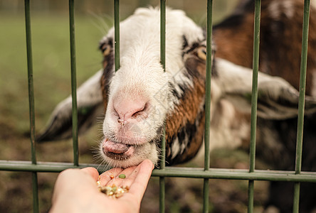 一只山羊亲手舔人的食物种子栅栏自由三色棕褐色农场哺乳动物金属动物牧场图片