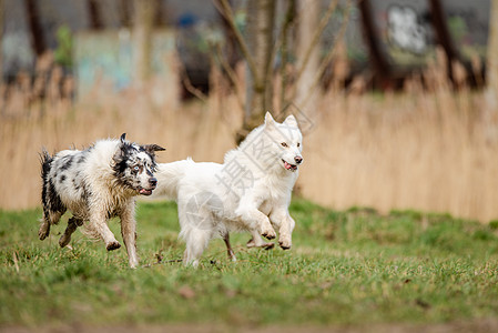 可爱的白毛小狗和蓝色梅乐边境连队跑来跑去高清图片