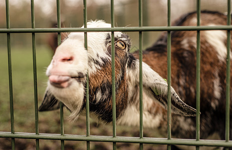 山羊用鼻子刺穿栅栏 长出笑脸环境宠物成人农场眼睛毛皮野生动物自由食物牧场图片