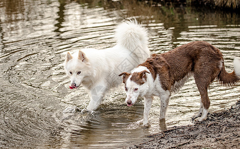 可爱的白毛小狗和她的边境朋友Collie动物尾巴朋友季节爪子跑步卷曲生活毛皮眼睛图片