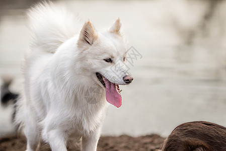 可爱的 毛绒白肉色的Samoyed狗喘气图片