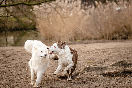 可爱的白毛小狗和她的边境朋友Collie宠物季节微笑毛皮生活眼睛卷曲动物尾巴朋友图片