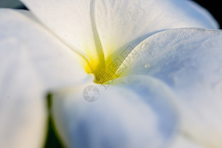 紧贴着美丽的白色白布克 普卢梅园艺捧花水滴香味植物宏观情调鸡蛋花植物学花瓣图片