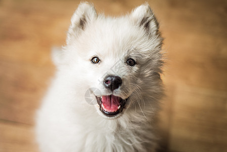 可爱 年轻 玩乐的Samoyed小狗室内 以快乐的表情和笑容向镜头看图片