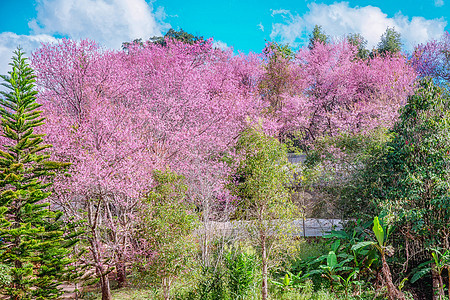 喜马拉雅山樱花之花文化花瓣部门蜡质场景荒野花园红斑风景季节图片