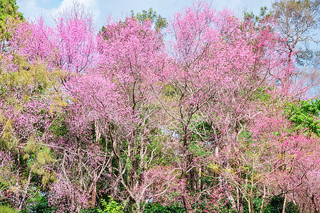 喜马拉雅山樱花之花花瓣痤疮文化花园荒野蜡质植物场景部门风景图片