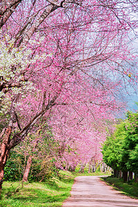 喜马拉雅山樱花之花红斑部门风景植物痤疮蜡质季节场景花园花瓣图片