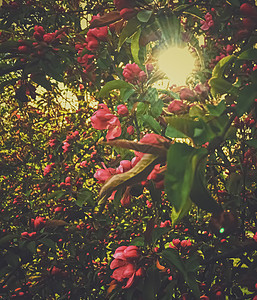 春天日落时树上红莓横幅衬套树篱森林植物荒野花朵树叶蓝色季节图片