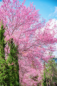喜马拉雅山樱花之花花园红斑植物季节花瓣风景蜡质文化场景部门图片