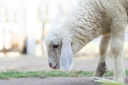 特写在农场吃草的白羊 有选择性地集中牧场家畜婴儿农村羊毛白色动物羊肉哺乳动物农业图片