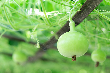 特写绿色的瓶壳或卡勒巴什软盘在树枝上 speati叶子美食场地食物壁球瓶子水果农业花园植物图片