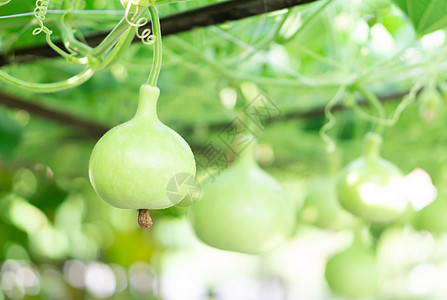 特写绿色的瓶壳或卡勒巴什软盘在树枝上 speati美食营养农业水果农场食物壁球食品瓶子场地图片
