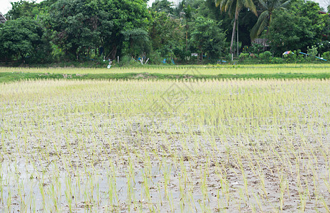 稻米田食物场地粮食热带植物种植园天空农业农场收成图片
