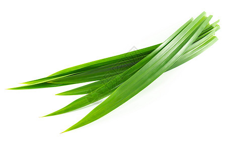 白色背景上孤立的新鲜绿色板兰叶温泉热带治疗烹饪草本植物香味食物绿色草本树叶图片