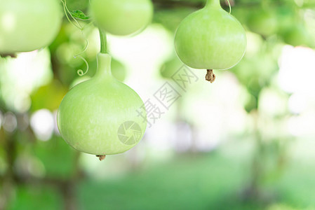 特写绿色的瓶壳或卡勒巴什软盘在树枝上 speati壁球植物水果美食瓶子食物场地食品花园叶子图片