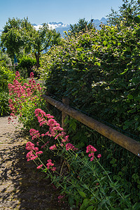 圣图维特 伊萨雷尔 佛罗伦萨脆弱性生长花头花园风景粉色植物花瓣色彩绿色图片