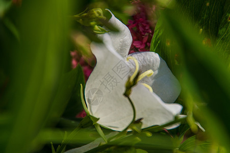 花朵花头花瓣橙色植物脆弱性花园绿色黄色植物学图片